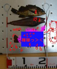 禁断の・・・獲物・・なのか？・・・？？コレは・・・ 2012/01/29 15:34:20