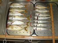 遠州灘・大爆釣！（わたし的に・・・＞＜） 2011/08/21 18:54:42