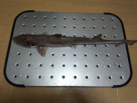 巨大人喰いザメ釣った！＞＜；； 2012/10/12 00:06:51