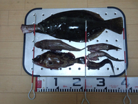 まあまあ大漁・・・？ 2013/09/29 23:04:11