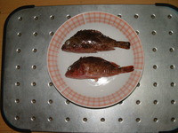 お魚に竿、折られたっ＞＜；； 2012/09/16 08:38:16