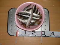 白昼の大爆釣＞＜ 2012/11/04 19:54:56