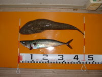 巨大コチ釣れた＾＾巨大サバ釣れた＾＾ 2010/11/16 19:20:24