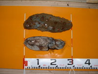 巨大なまこ釣った！ついでに、いか釣った＞＜；； 2011/02/13 18:26:19