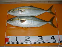 ハマチ釣ったが、いかロッド折れた＞＜；； 2010/11/07 20:36:32