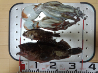 おっきいの、釣れたっ＾＾ 2013/06/25 20:37:12