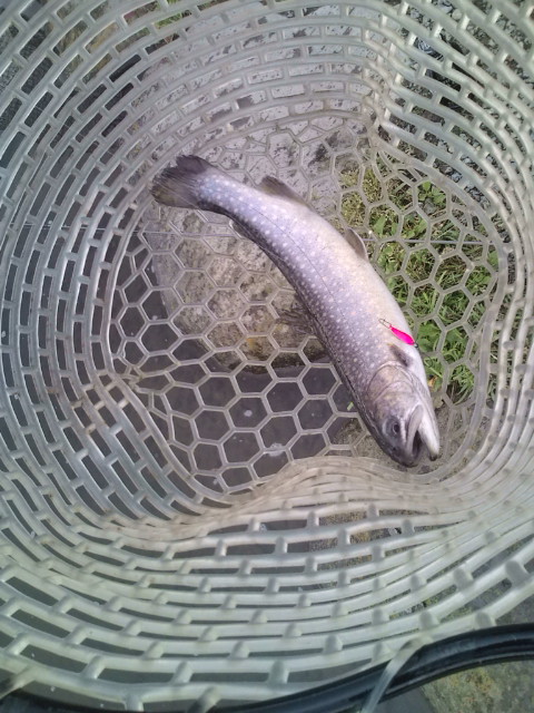 日の出釣堀
