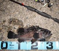 ２０１１　魚種