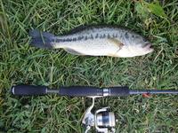 ２０１１　魚種