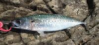 ２０１１　魚種