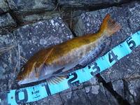 ２０１１　魚種
