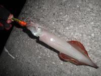 ２０１１　魚種