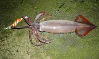 ２０１１　魚種