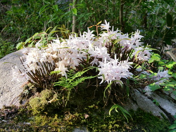 木もれ陽の森の花たち