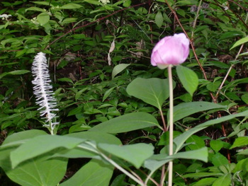 木もれ陽の森の花たち