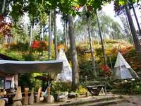 あれから１週間、50～60％が紅葉☆ 2010/11/12 14:08:44
