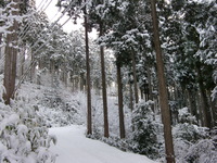冬ごもり？？白1色 2011/01/13 09:39:51