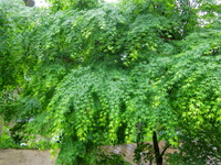 連日の雨の中・・・ 2011/05/28 17:16:10