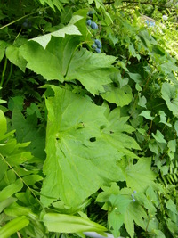 出番待ち、森で花咲く山野草たち☆ 2011/06/13 18:57:17