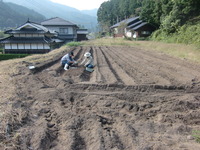 貸し農園で野菜作り☆ 2011/10/09 18:51:23