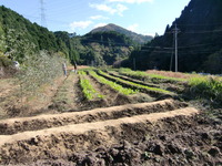 貸し農園☆その後！ 2011/11/16 15:16:34