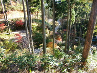 今年は紅葉が変！！ 2011/11/16 15:30:23