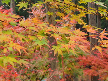 紅葉が段々ときれいに♪♪