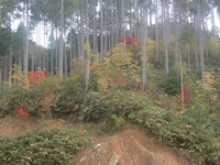 もみじ＝少しずつ紅葉！！ 2012/11/06 15:14:33