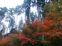 少しずつお色直し♡♡ 2013/11/08 08:46:29