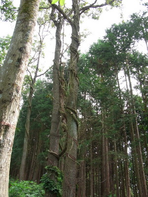 去年の陣馬山