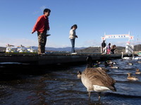 カナダガンと山中湖