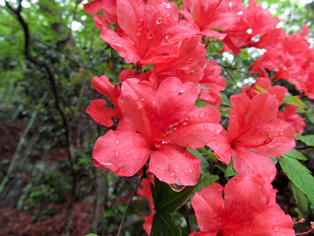 緑の金山跡＆鶏冠山＆大菩薩 (単独日帰り) 12/06/10