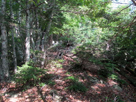 リハビリ廃道 鳥小屋尾根(茶臼岳)　13/08/15～16