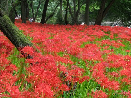 彼岸花の奥武蔵ツアー。