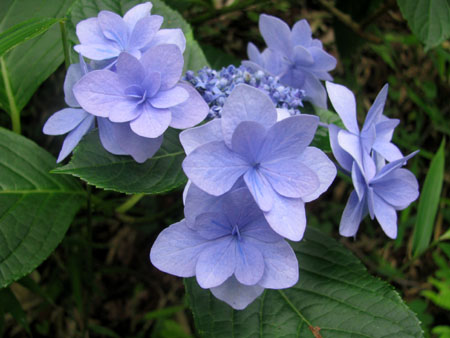 紫陽花を見に高幡不動へ。