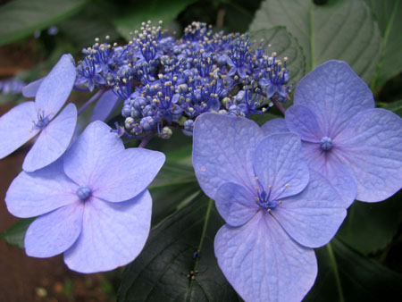 紫陽花を見に高幡不動へ。