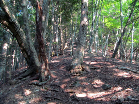 リハビリ廃道 鳥小屋尾根(茶臼岳)　13/08/15～16