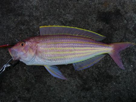 ショアジギング驚きの魚！