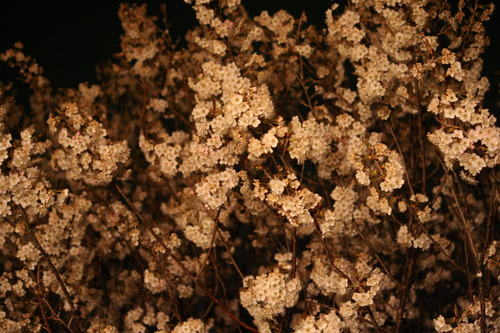 夜桜♪