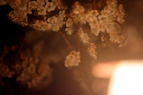 夜桜♪