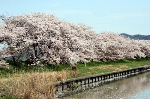 今日もお花見です(^_^)v