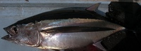 ビンナガの刺身