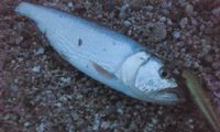 心に残る一魚