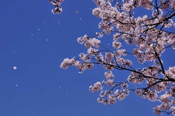 散桜