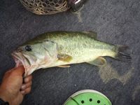 旧吉野川プラ４日目。 2013/09/14 20:35:21