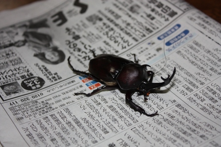 カブトムシ