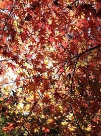 秋月にて紅葉 2011/12/10 21:53:04