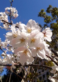 桜 さくら サクラ