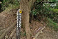行者尾根の東隣の尾根、今度はちゃんと出れたけど・・・