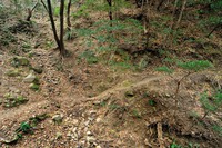 行者尾根の東隣の尾根、今度はちゃんと出れたけど・・・